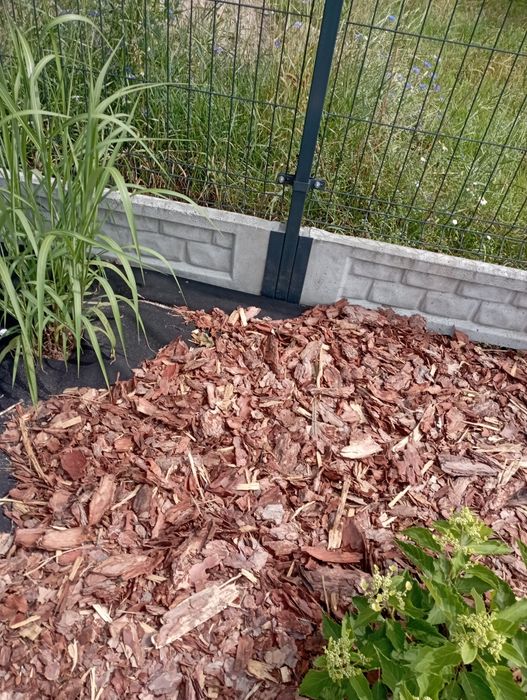 Kora Sosnowa ozdobna