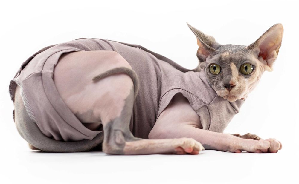 Допомагаємо стерилізацією льготною