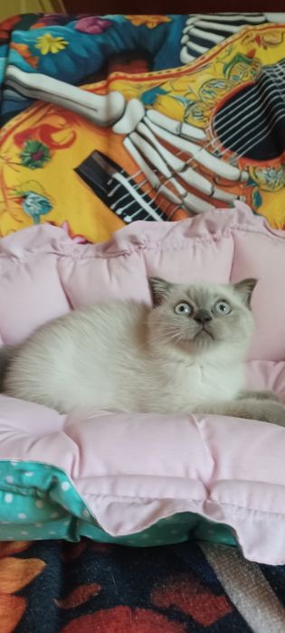 Шотландская девочка