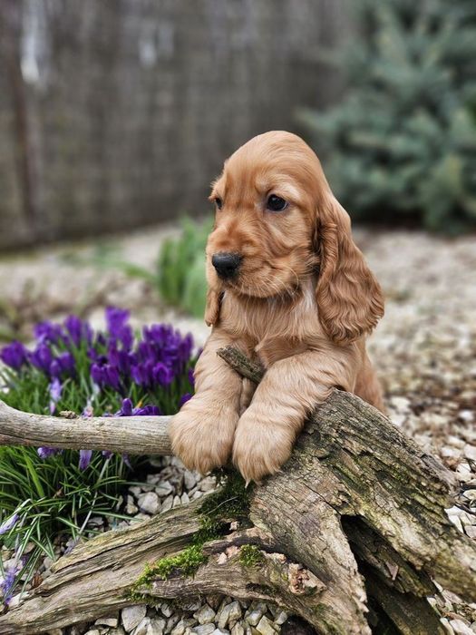 Руді цуценята кокер-спаніеля шукають родину!