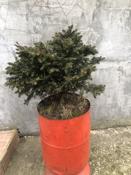 Туї різних видів