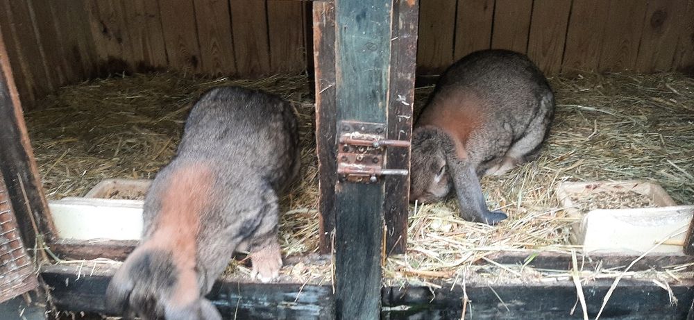 Kroliki królik francuski baran francuskie barany szare żelaziste