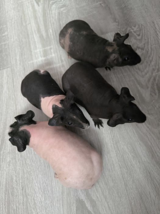 Świnki morskie łyse samczyki ! Świnki łyse!