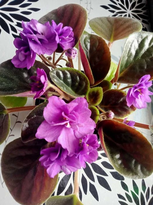 Фіалка( сенполія) квітуча