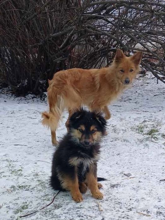 Милі цуценята (дівчата) в гарні руки.