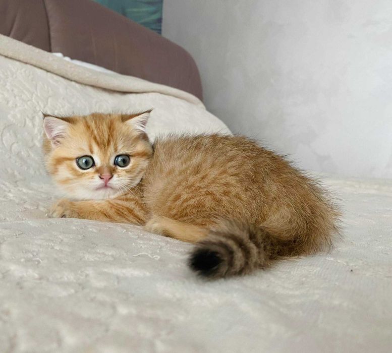 Зеленоглазый мальчик скоттиш страйт