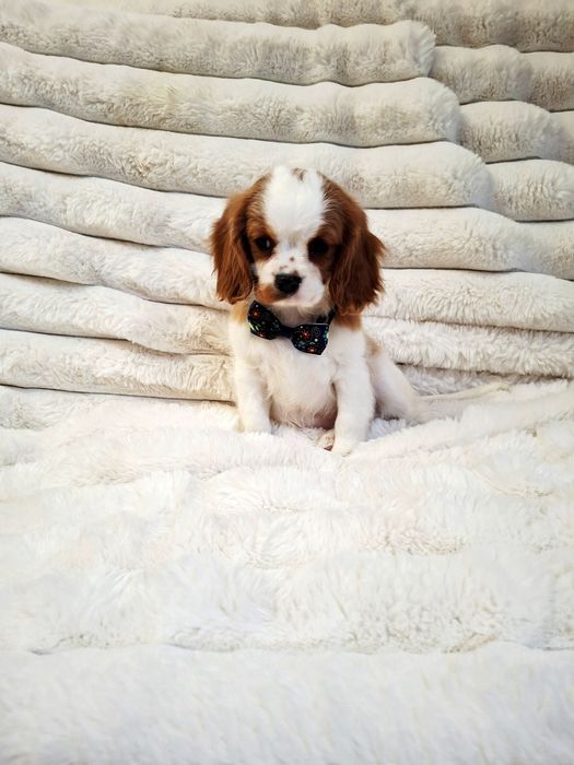 Cavalier King Charles Spaniel