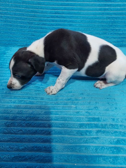Chart Angielski Whippet piesek