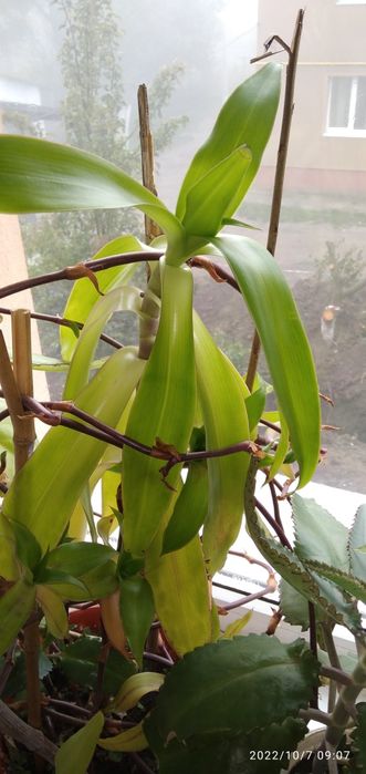 Золотий ус, Каланхое, та Алое