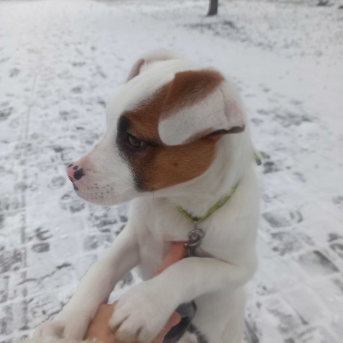 Собачка у добрі руки