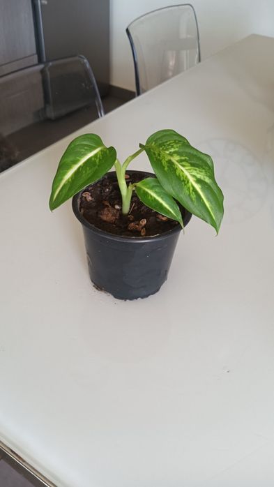 Planta Dieffenbachia "Comigo ninguém pode"