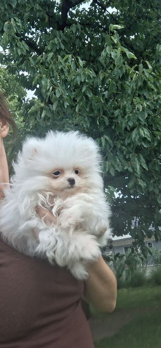 Szpic miniaturowy pomeranian
