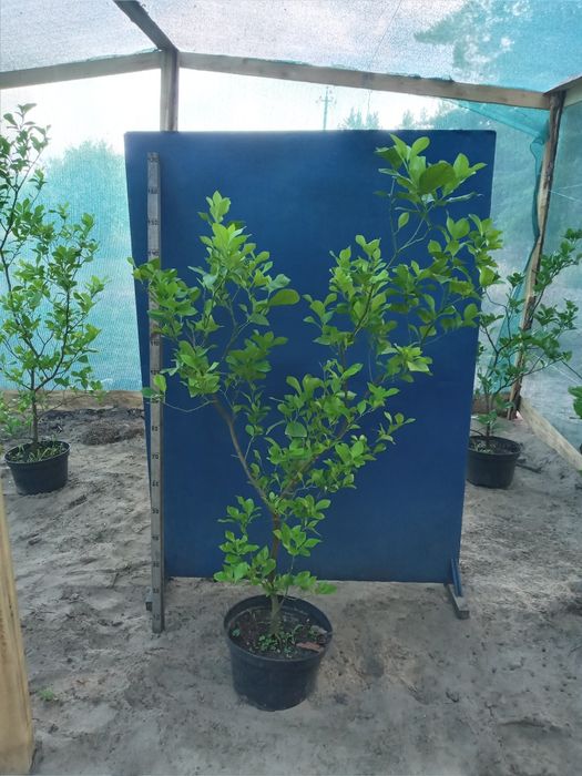 Великі Лимони Павловский