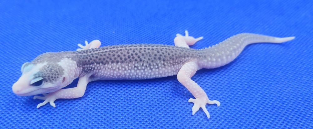 Gekony lamparcie Total Eclipse poss het Tremper