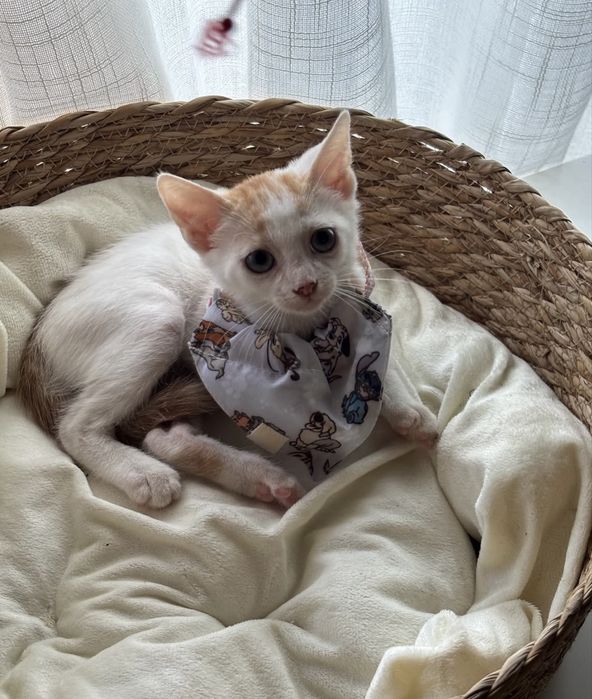 Gatinho 2 meses para adoção responsável