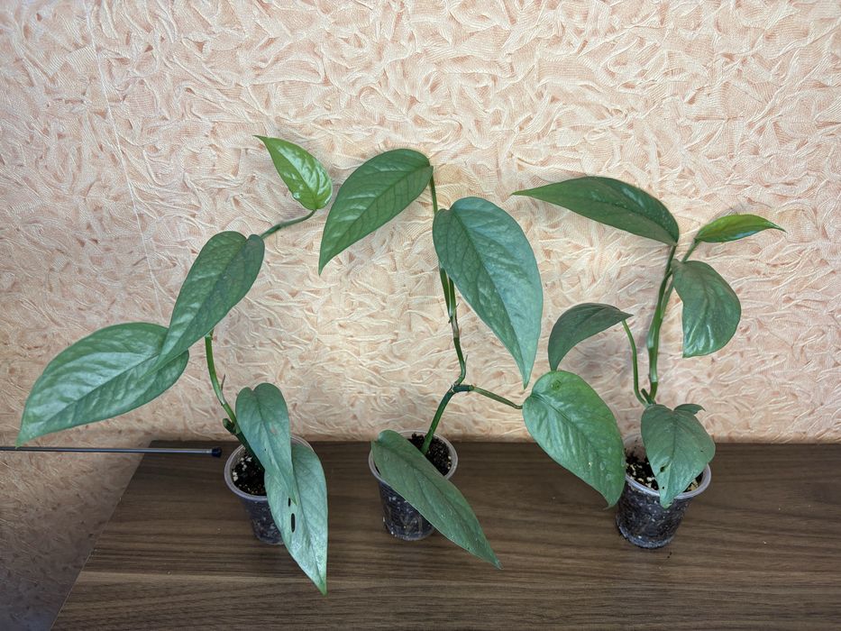 Епіпремнум Ceby Blue, сциндапсус