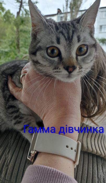 Кошенята шукають родину