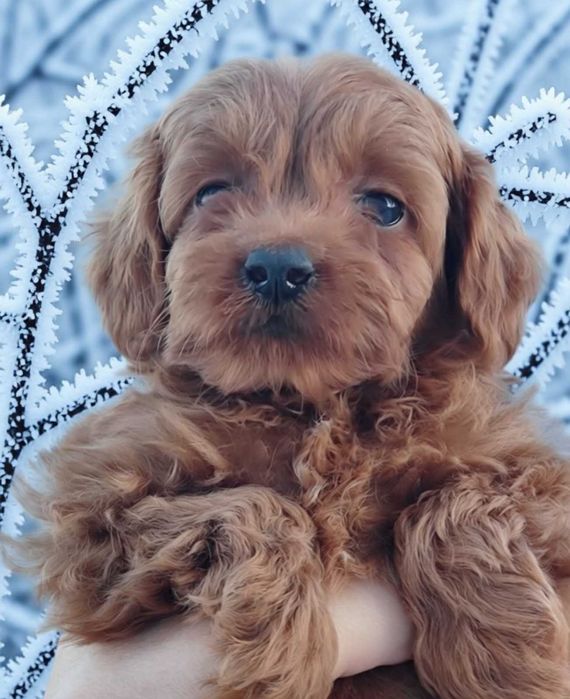 Очаровательная мини девочка мальтипу.