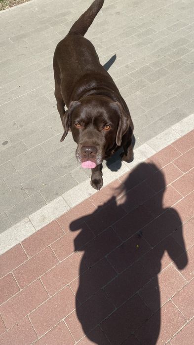 Шоколадный мужчинка в самом рассвете сил ищет невесту