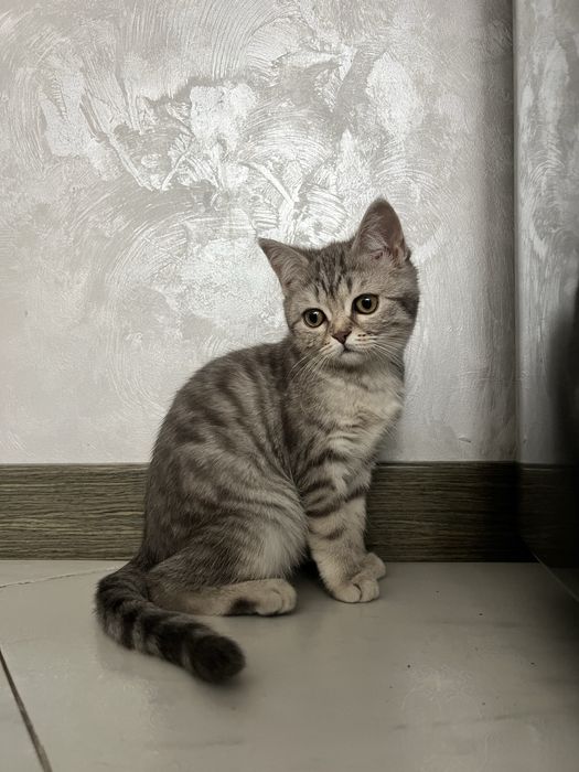 Лялькова киця кошеня шотландська прямовуха дівчинка scottish straight