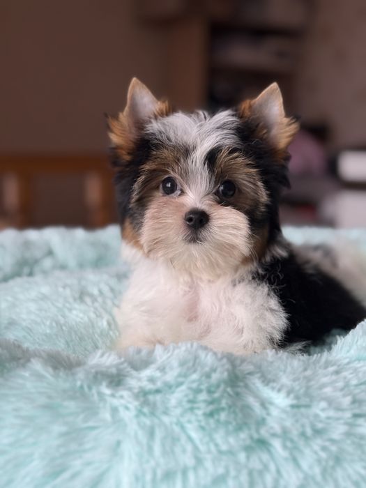 Хлопчик бівер йорк красень