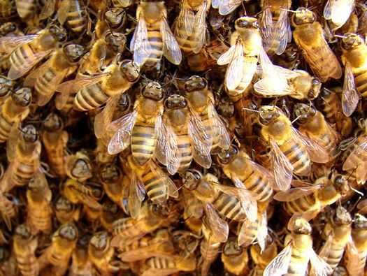 Продам пчелосемьи