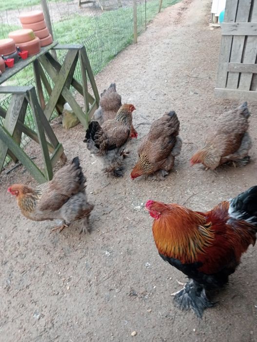 Ovos galados de Brahma perdiz dourada