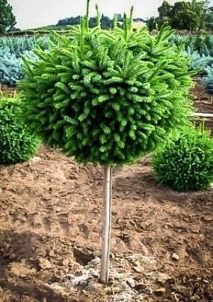 Туя Смарагд, Туя брабант, Ялівець Blue arrow, Skyrocket, Коніка Можжевельник Крупноміри Гіганти