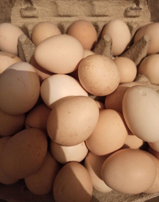 Jajka wiejskie z wolnego wybiegu, ekologiczne