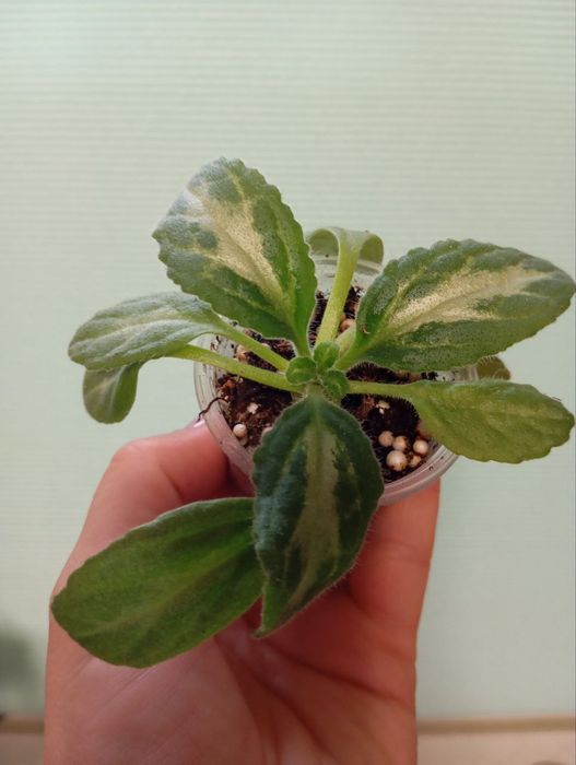 Примулина Destiny