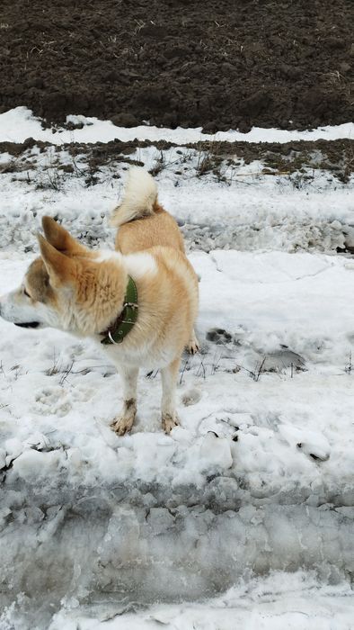 Продам собаку лайку