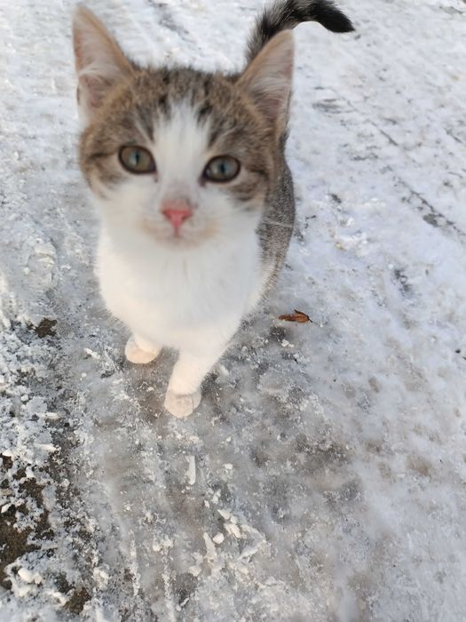 Oddam kota w dobre ręce