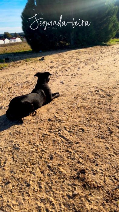 Cadela para Adoção