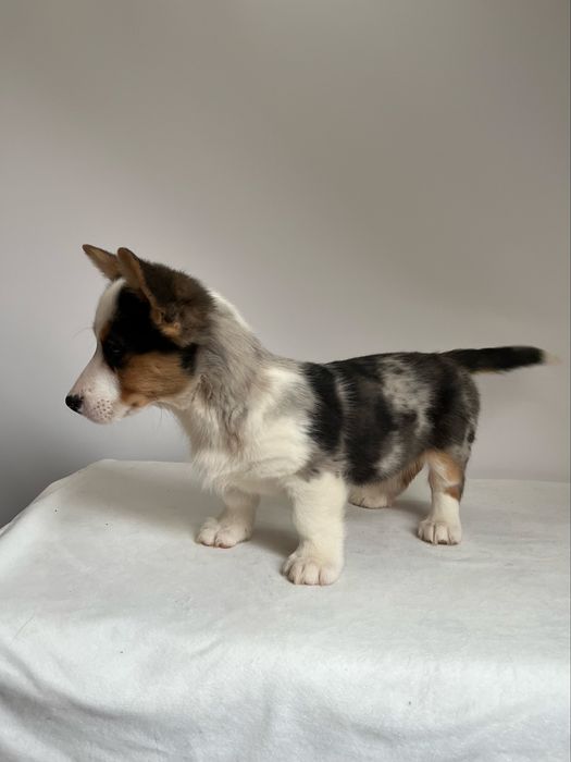 Welsh Corgi Cardigan - piesek Blue Merle