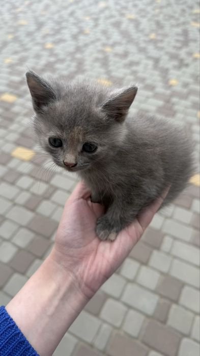 Віддам котят в добрі руки