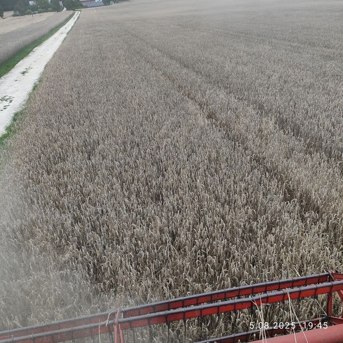 Pszenżyto ozime Liborius