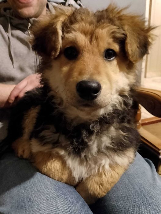 Szczeniak do oddania