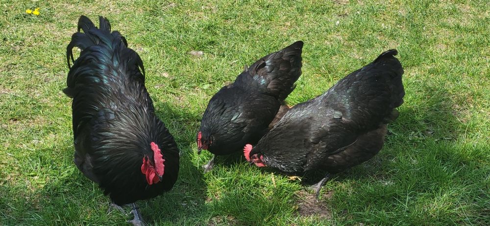 Jaja lęgowe Australorp .