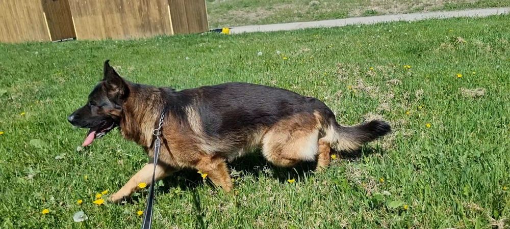 Німецька Вівчарка Вязка