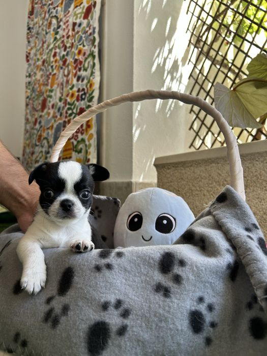 Chihuahua Menino