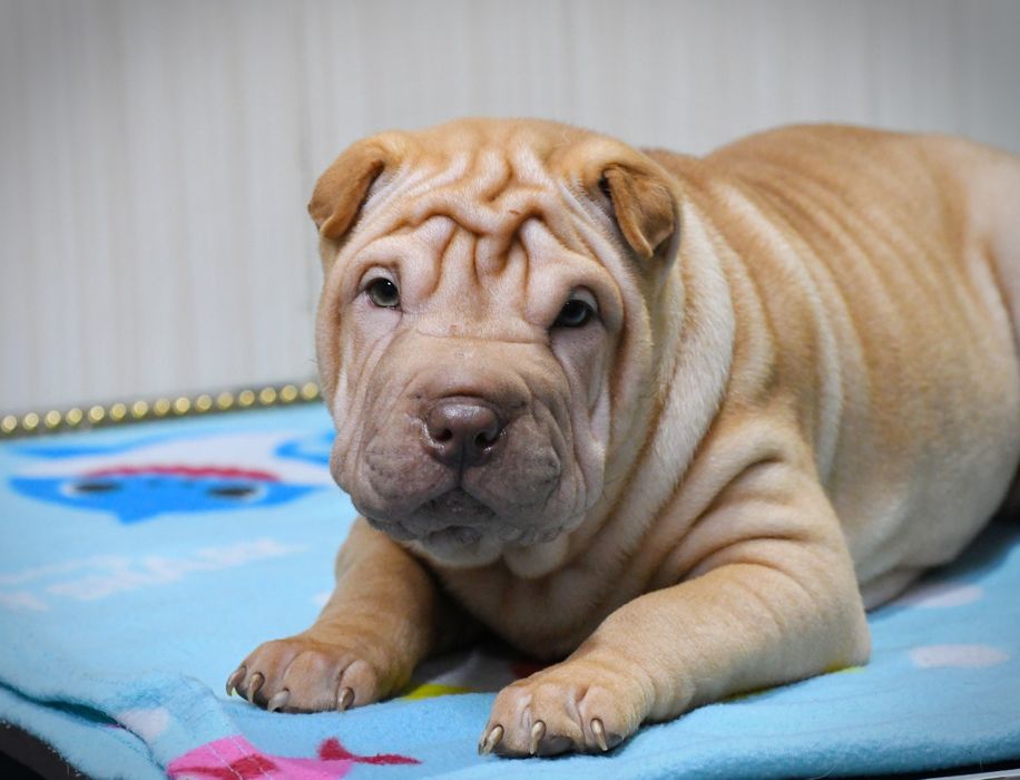 Шарпей дівчинка шукає нову родину