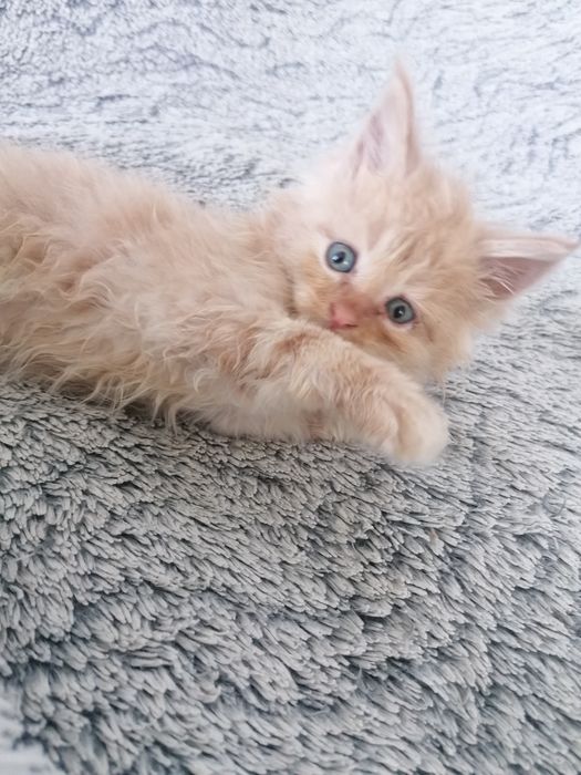 Мейн-кун   котик