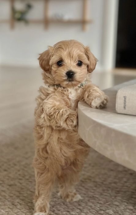 Caniche/ poodle fantastico