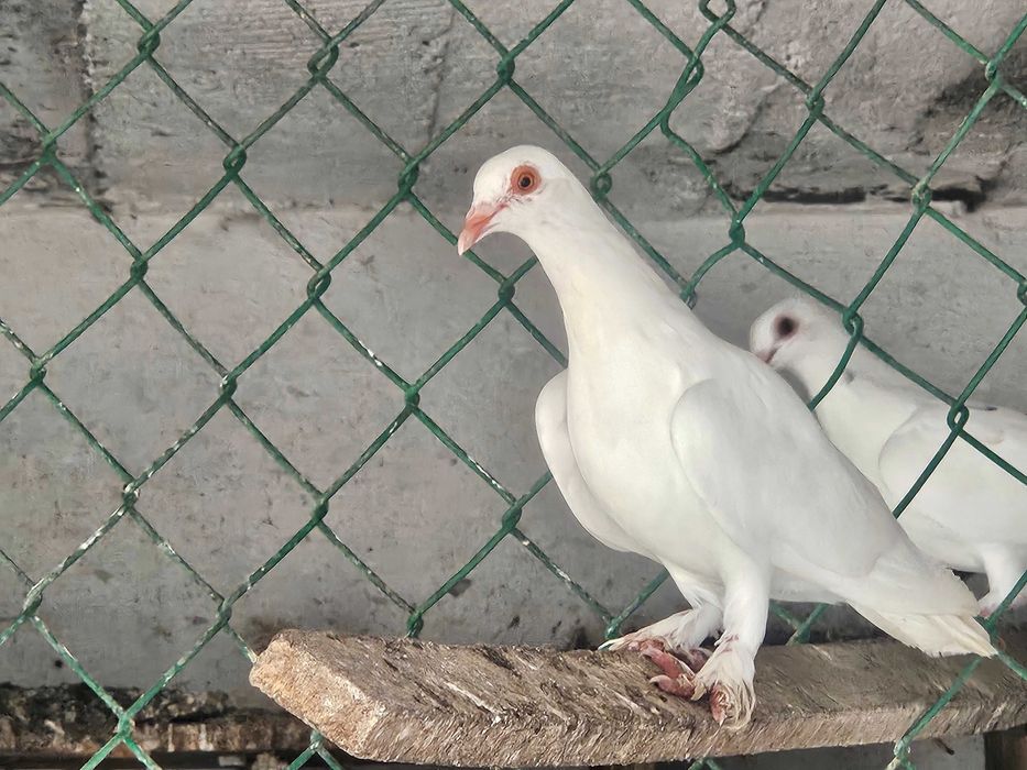 Gołębie na wesele, ślub