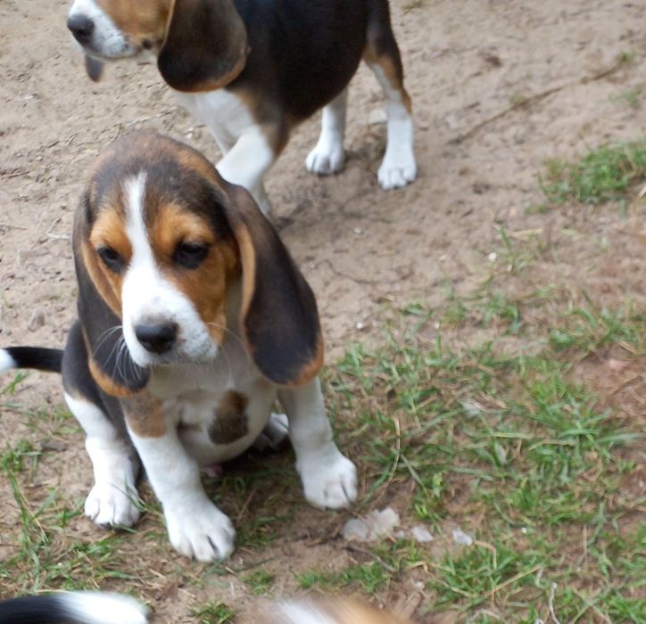 Szczeniak Beagle (Dogs Of The World).