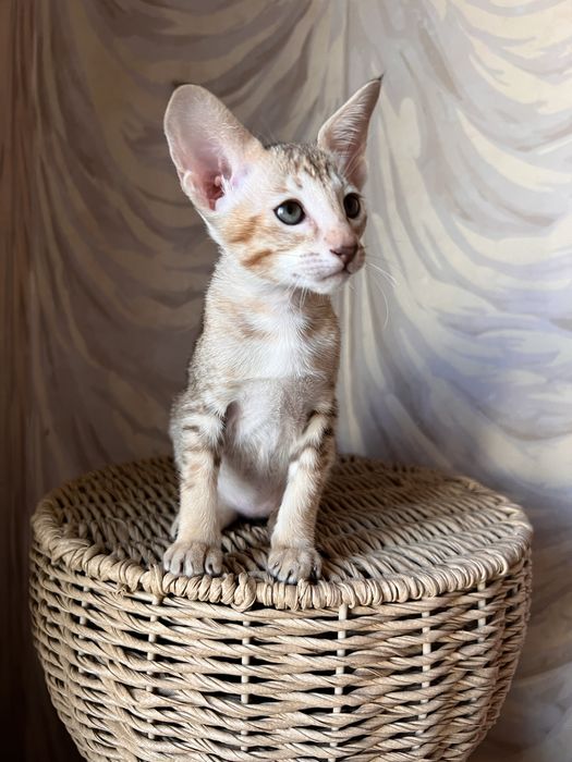 Орієнтальна тигрова дівчинка