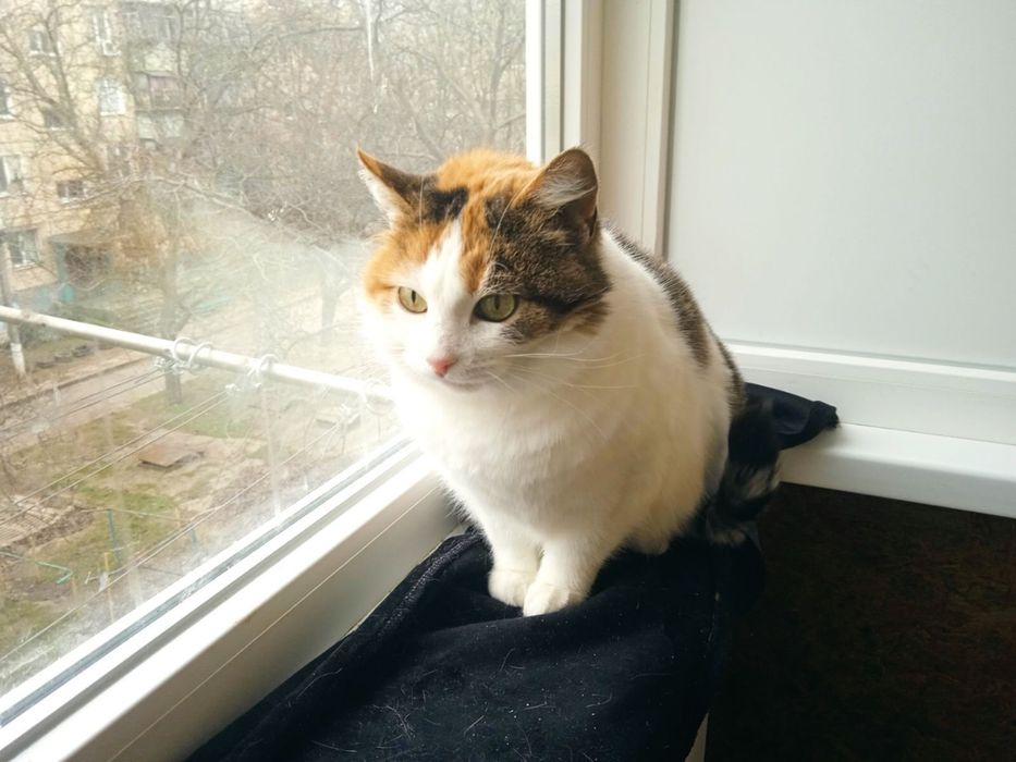 Кішечка стерилізована.