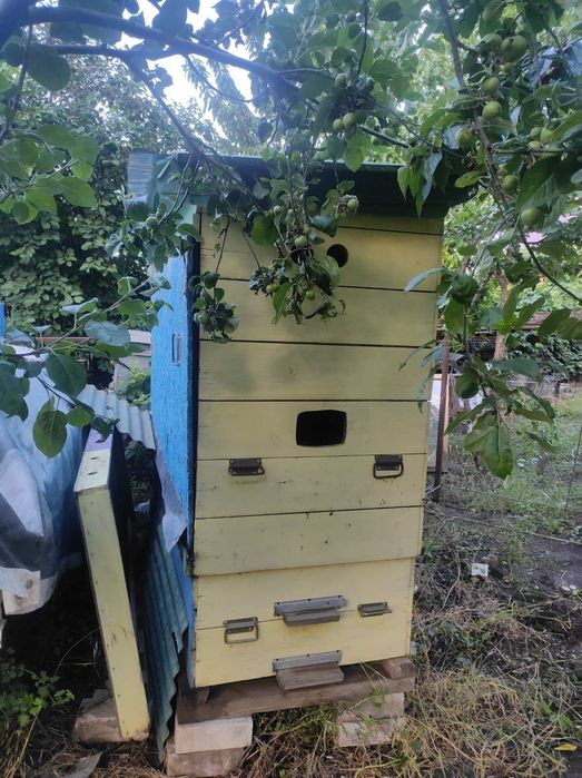 Апидомик - На четыре семьи