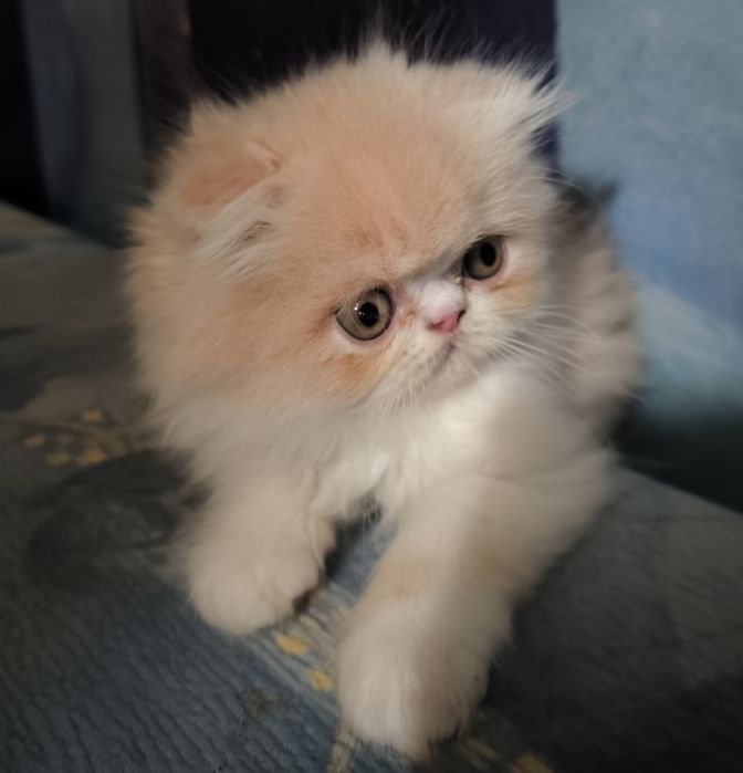 Персидский коте́нок