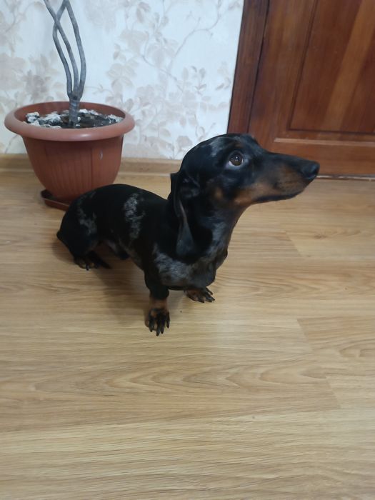 Вязка карликової такси